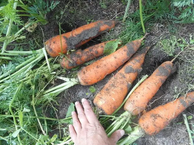 Сорта моркови устойчивые к морковной мухе