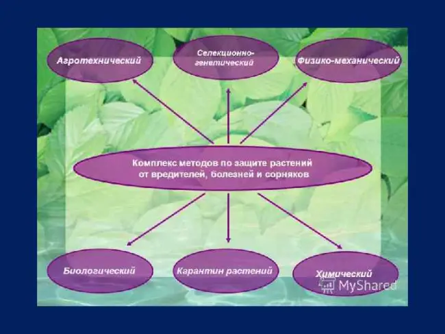 Заключение диссертации по теме «Защита растений», Кунгурцева, Ольга Владимировна