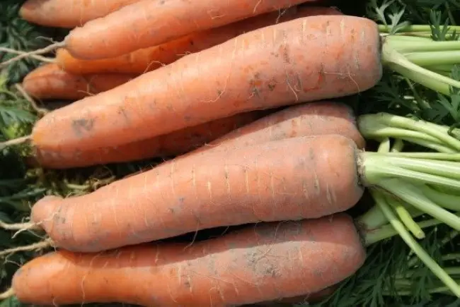 Отзывы о моркови сорта Балтимор f1