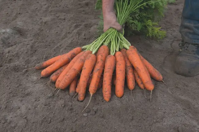 Описание и характеристики - Кардифф F1 - морковь, 100 000 семян (1,8-2,0 мм), Bejo (Бейо), Голландия