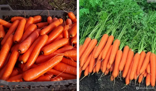 Зимнее хранение моркови сорта Канада