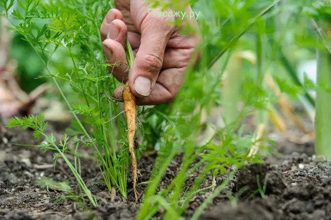 Уход за растущей морковью на грядке
