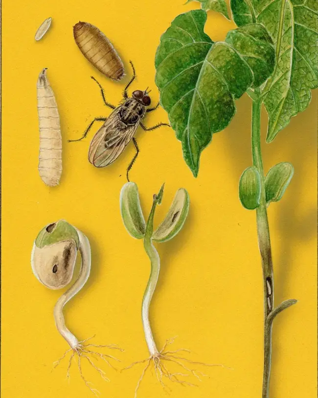 Ростковая муха – опасное для сельского хозяйства насекомое