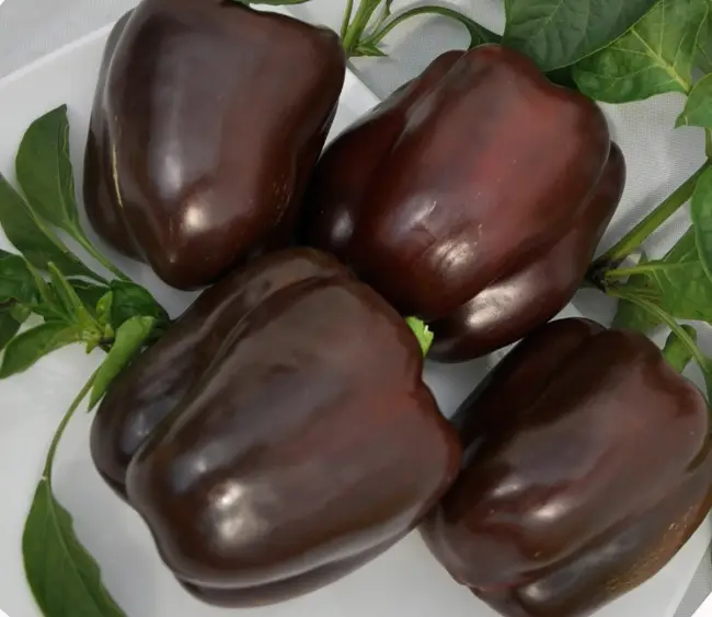 Описание перца Сладкий шоколад, отзывы, фото