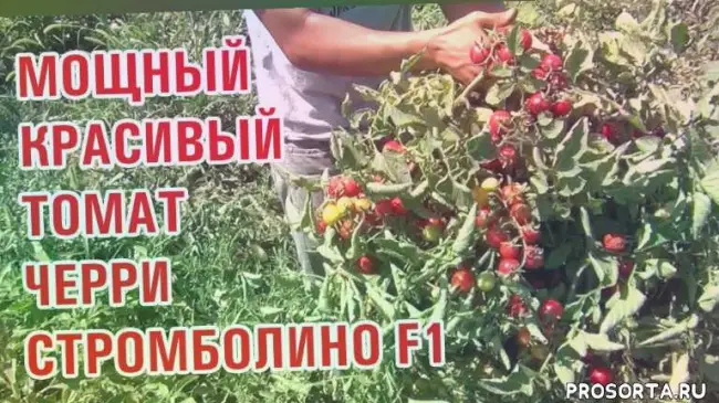 Посадка томатов Сокровище инков