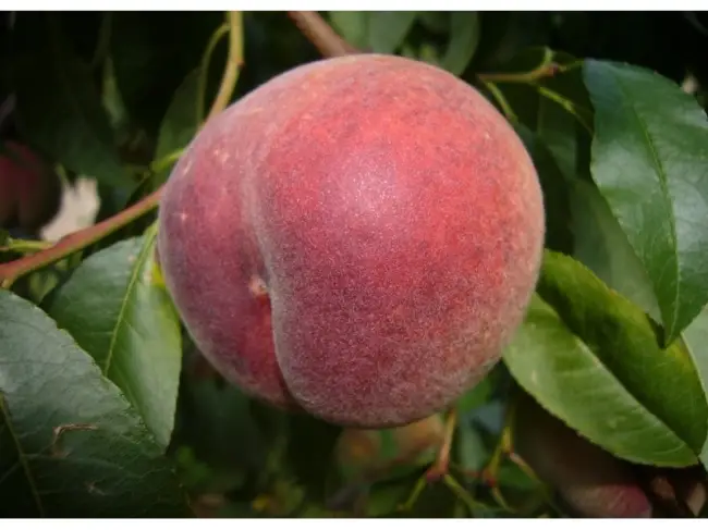 Устойчивые к курчавости сорта персика