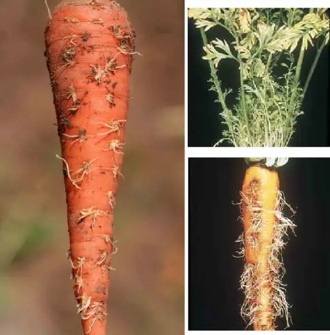 Химические инсектициды для борьбы с вредителями моркови