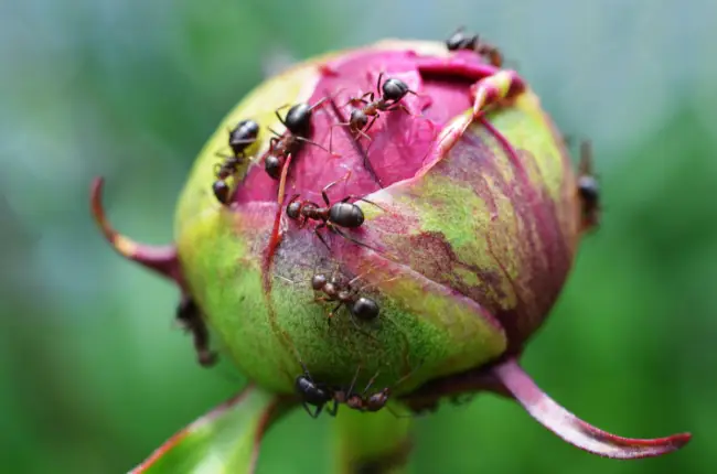 Чем опасны муравьи для пионов