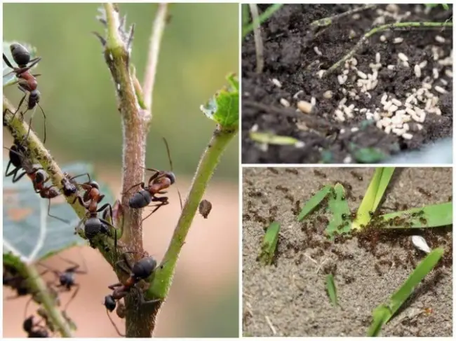 Причины появления муравьев