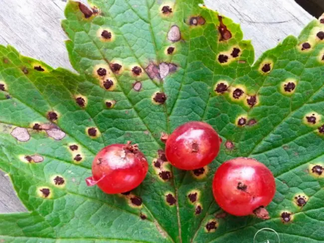 Лечение септориоза плодово-ягодных культур