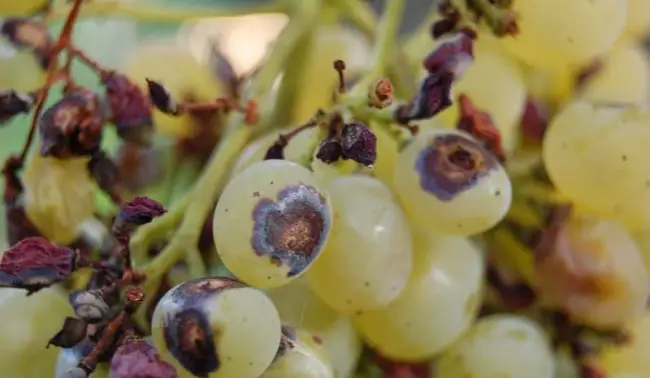 Устойчивые к антракнозу сорта винограда