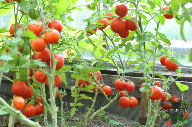 Характеристика и описание сорта томатов Санька
