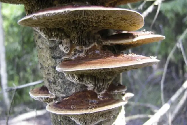 Профилактика появления грибов на деревьях 