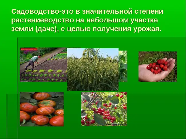 Заключение диссертации по теме «Плодоводство, виноградарство», Медведев, Игорь Александрович