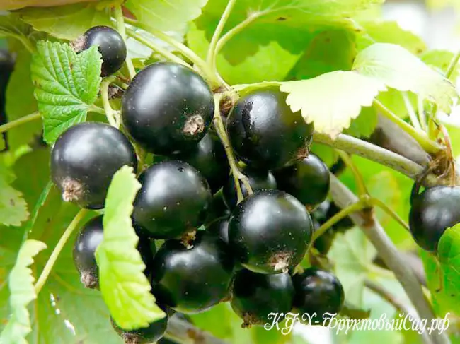 Размножение черной смородины