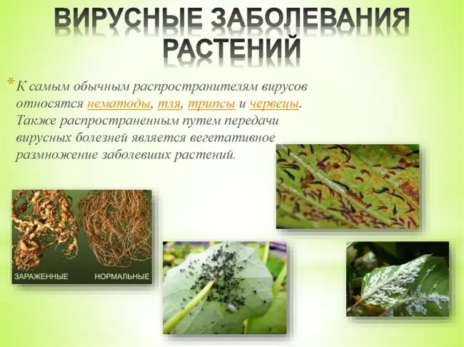 Заключение диссертации по теме «Защита растений», Поздняков, Сергей Александрович