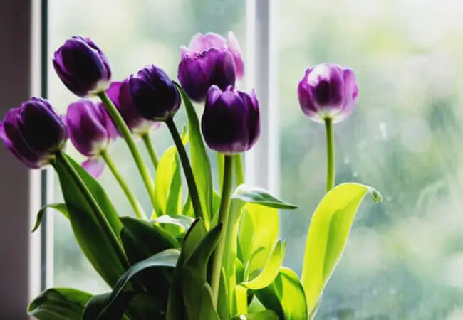 Болезни тюльпанов, их лечение и профилактика 