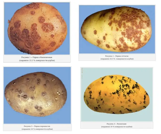 Причины появления парши на картофеле