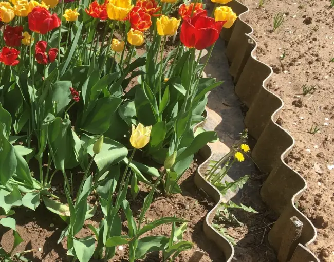 Посадка тюльпанов и выращивание 