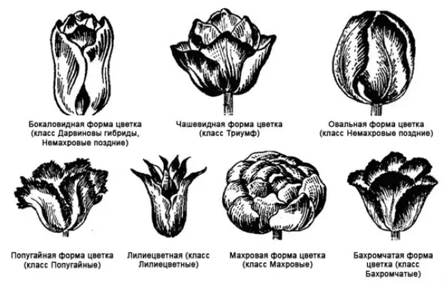 Размножение тюльпана Гавота