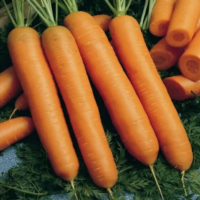 Описание гибрида моркови Балтимор f1
