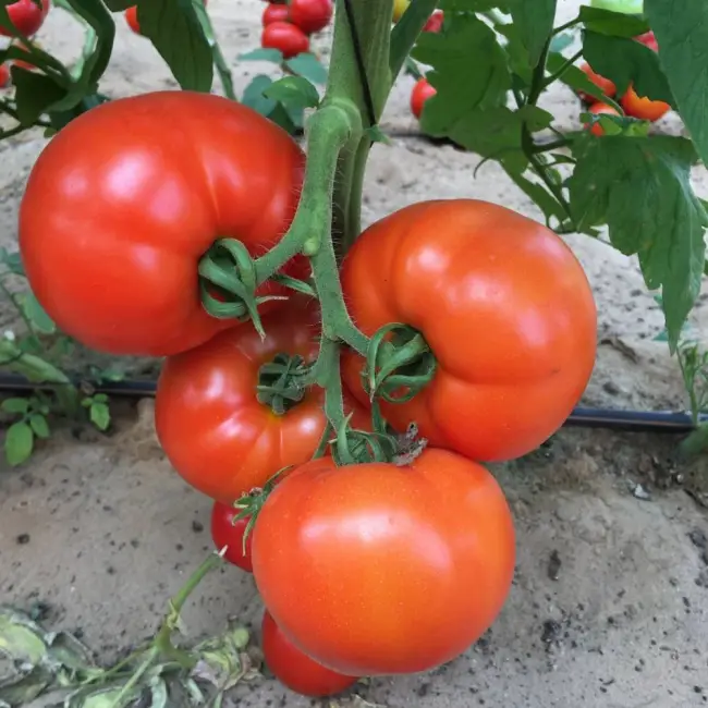 Особенности выращивания помидоров Гилгал, посадка и уход