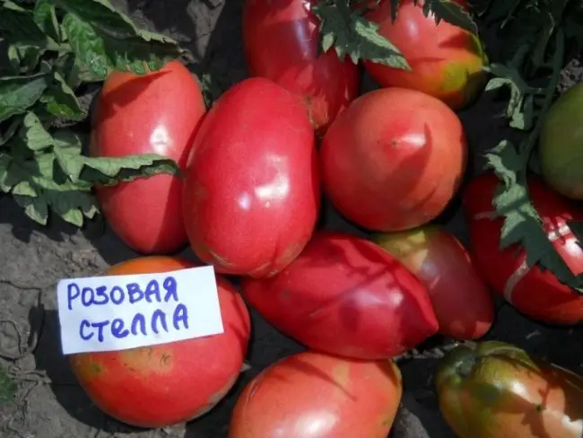 Сорта томатов сибирской селекции с фото и описанием