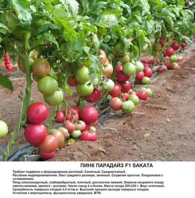 Размножение томатов семенами и черенками