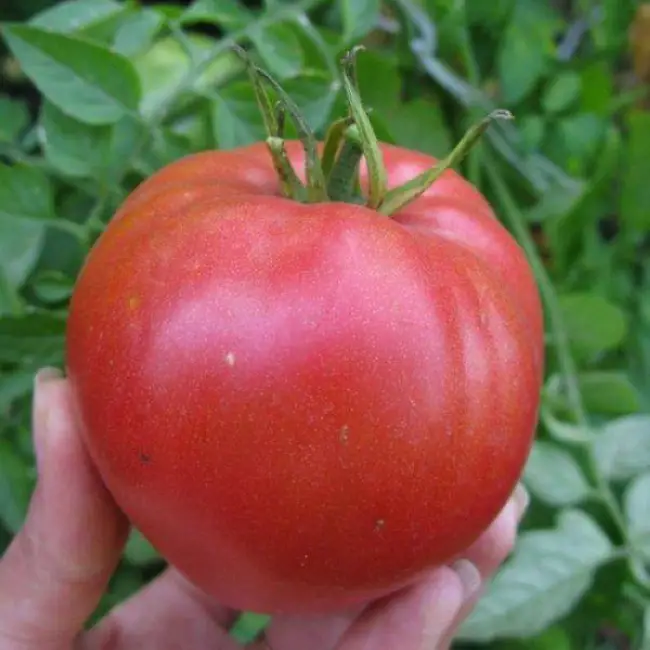 Худшие томаты по отзывам садоводов