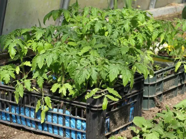 Фото, отзывы, описание, характеристика, урожайность гибрида помидора «Линда F1»
