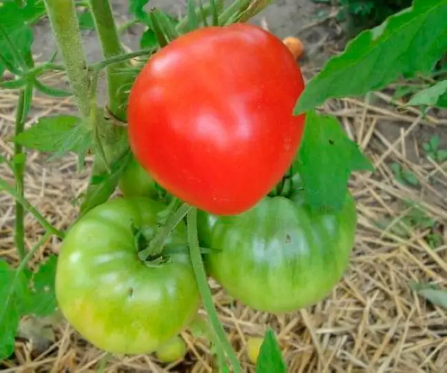 Размножение томатов семенами и черенками