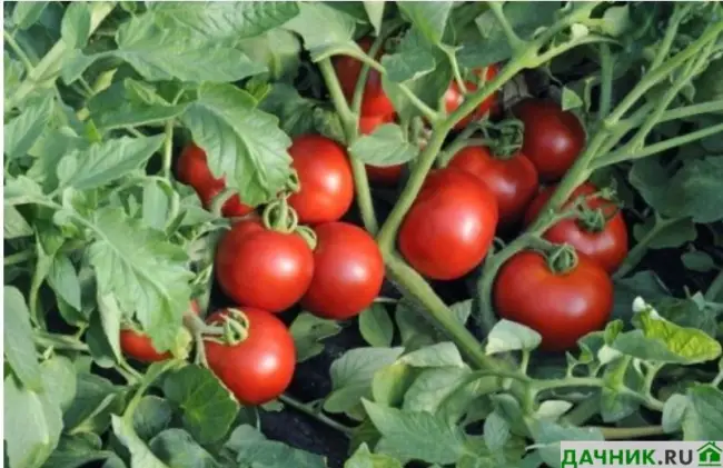Описание сорта томата Бочонок, его характеристика и урожайность