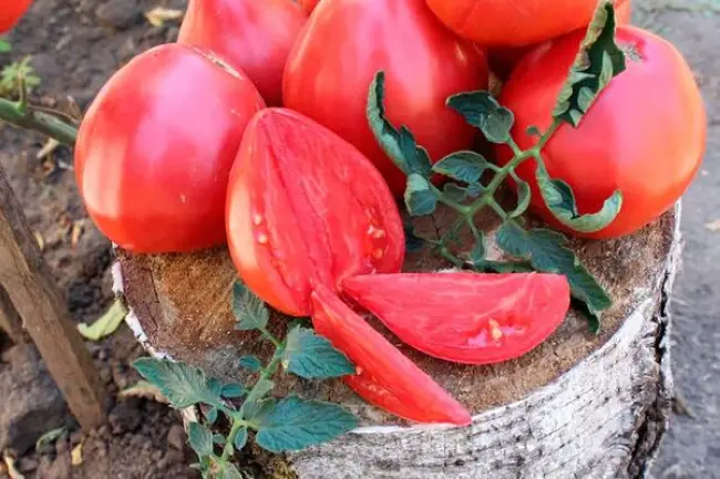 Подробное описание сорта томата Сердце Сибири, плюсы и минусы