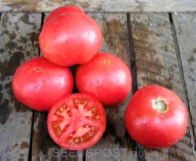 Характеристика томатов сорта Тарпан