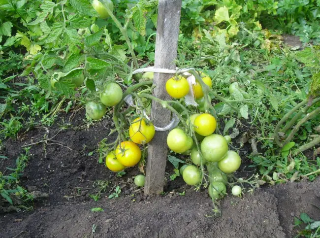Описание сорта томата Янтарный, отзывы, фото