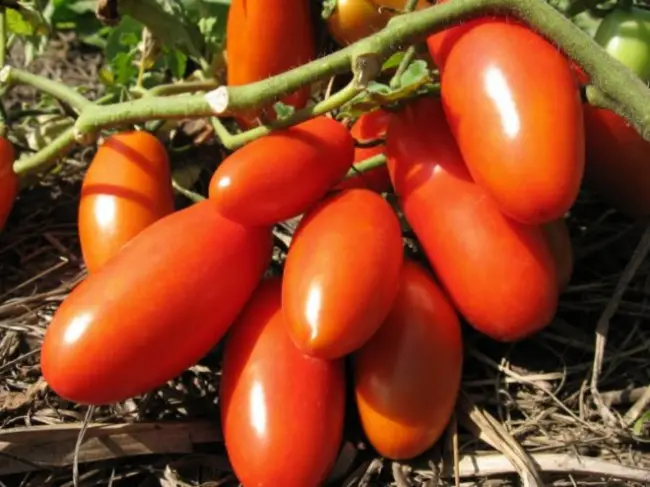 Посадка томата Ракета и особенности выращивания