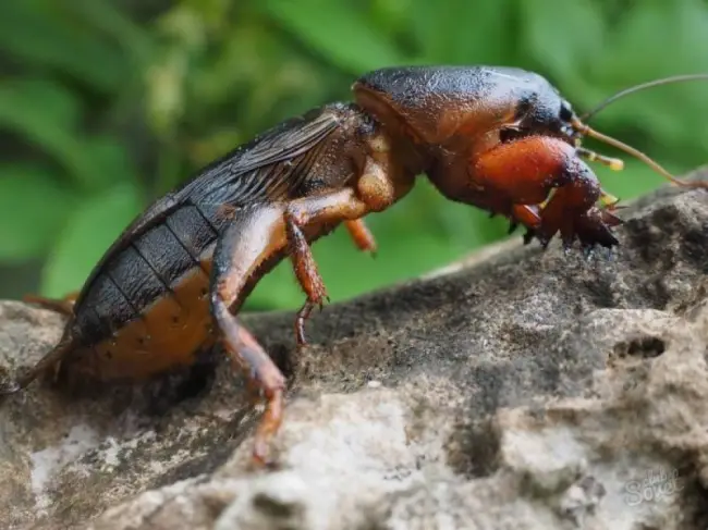 Чем опасны личинки майского жука?