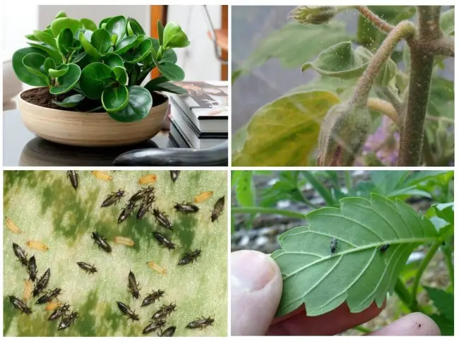 Причины появления трипсов на комнатных растениях