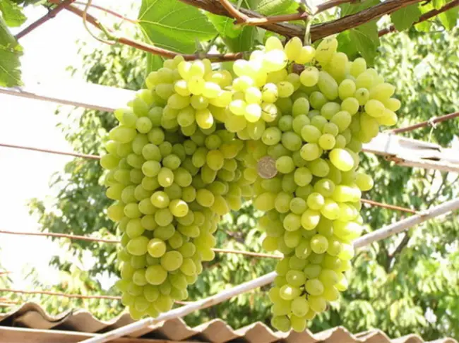Сорт винограда Лора – описание и характеристики, морозостойкость, урожайность, отзывы