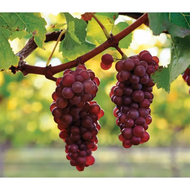 Длительное хранение свежего винограда