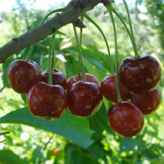 Сорта вишни для Сибири  отзывы садоводов