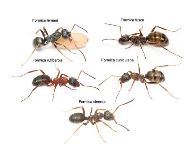 Причины появления муравьев