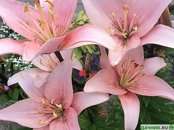 Самые красивые азиатские лилии