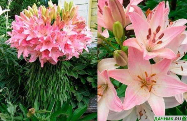 Самые красивые азиатские лилии