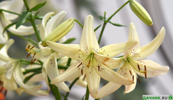 Самые красивые азиатские лилии