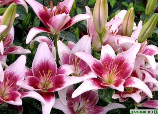 Самые красивые азиатские лилии