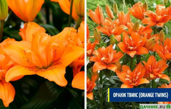 Самые красивые азиатские лилии