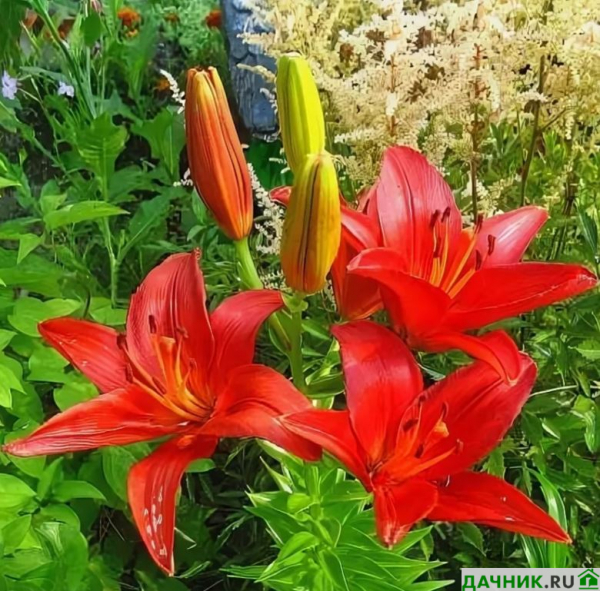 Самые красивые азиатские лилии