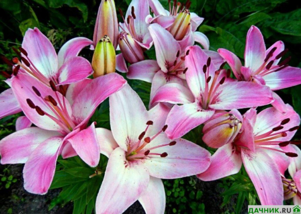 Самые красивые азиатские лилии