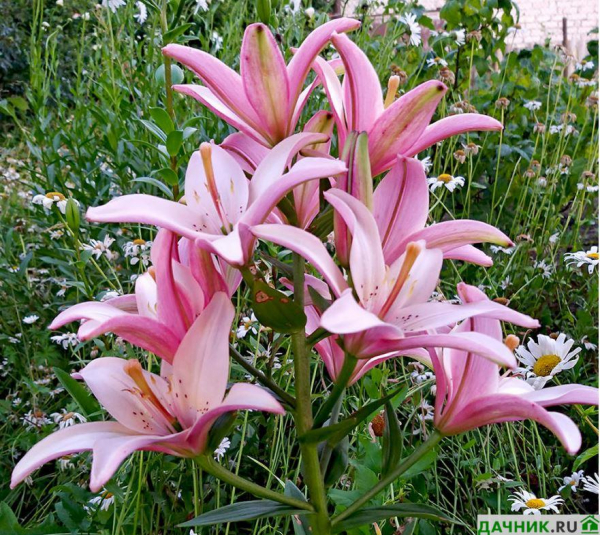 Самые красивые азиатские лилии